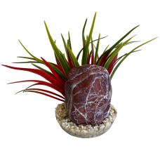 PLANTA ROCHA ZEBRA